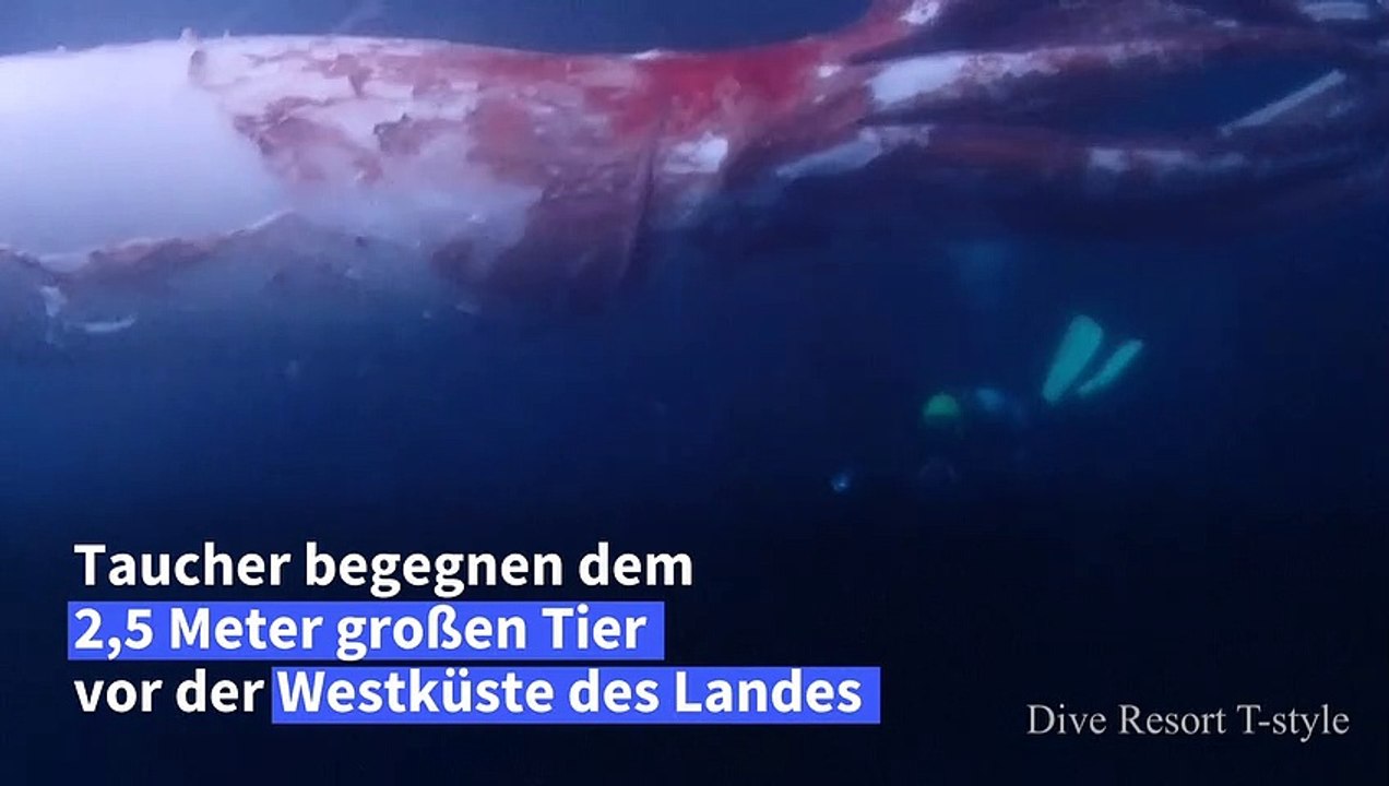 Lebender Riesenkalmar vor Japan gefilmt