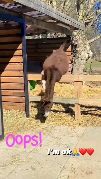 funny donkey