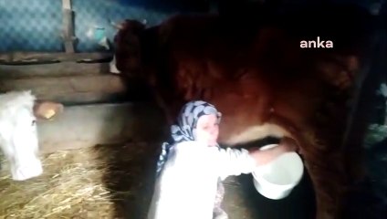 Meraları alınan üretici: Hayvanlarımı kesime gönderiyorum