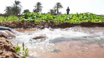 الزراعة بولاية آدرار الموريتانية تلبي جزءا أساسيا من احتياجات السوق المحلي