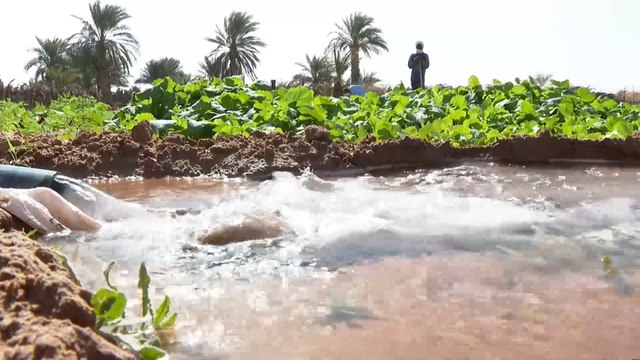 الزراعة بولاية آدرار الموريتانية تلبي جزءا أساسيا من احتياجات السوق المحلي
