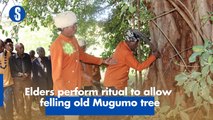 Elders perform ritual to allow felling old Mugumo tree