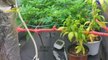 Trasforma sottotetto di casa in una serra di marijuana, arrestato nel Pavese (19.01.23)