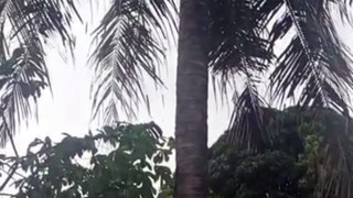 Coconut tree