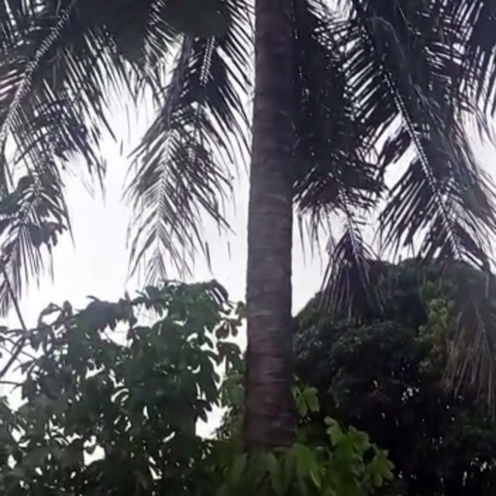 Coconut tree