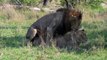 A Leopard's Lair, Mating Lions and Weaving Weavers.