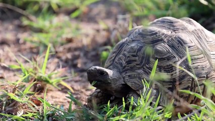 A morning in Africa. For NATURE LOVERS.