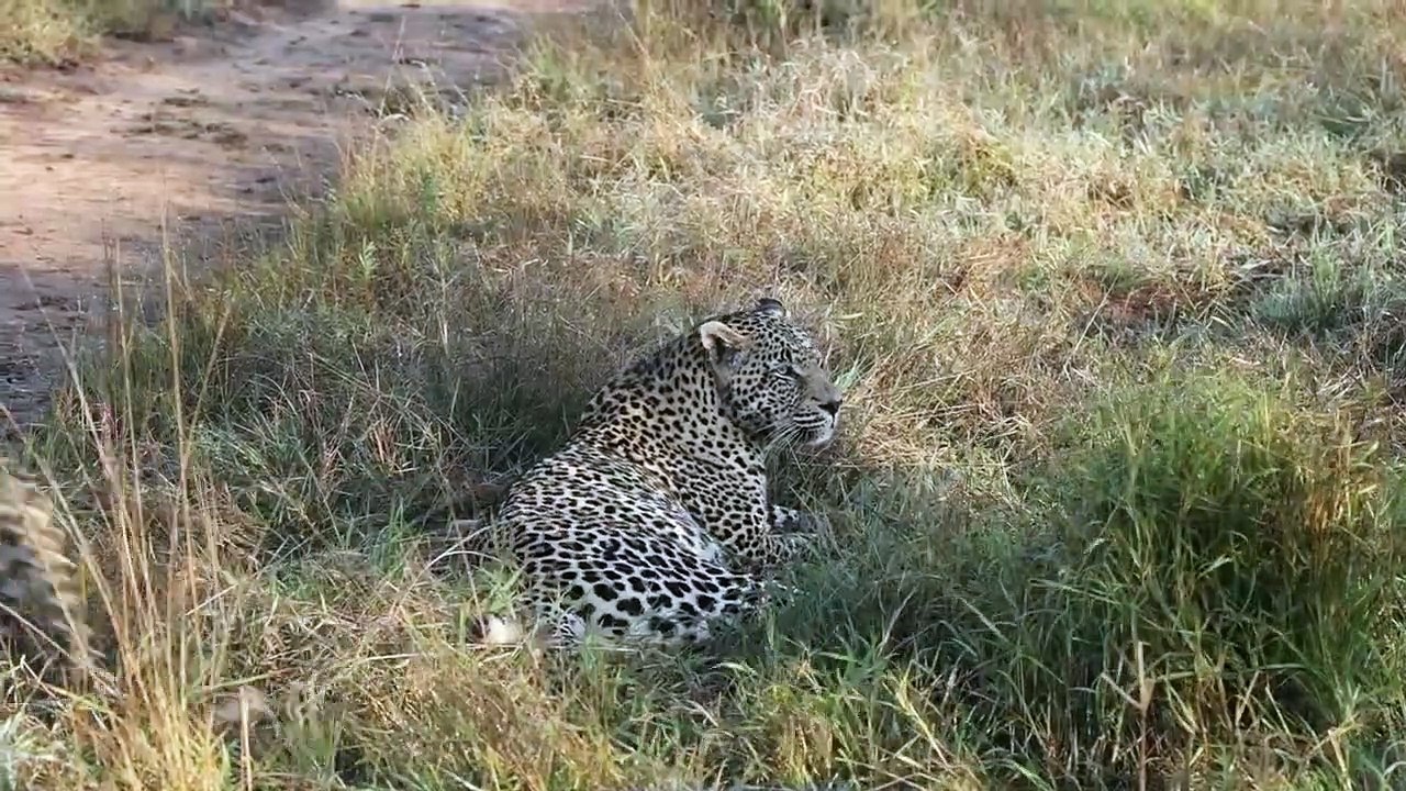 AMORous LEOPARD!