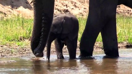Baby ELEPHANT gets stuck. Mom helps... eventually.