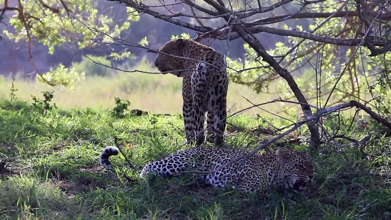 BIG CATS and WILD DOGS