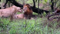 ELEPHANTS charge LIONS. A Kruger male and the Torchwood pride.