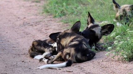 ELEPHANTS swimming, LIONS, WILD DOGS ‘hunt’ and a NEW LEOPARD