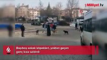 Sinop’ta başıboş köpekler yoldan geçen genç kıza saldırdı