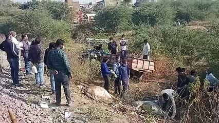 Скачать видео: अलग-अलग ट्रेनों की चपेट में आने से एक व्यक्ति व दर्जन भर गोवंश की मौत