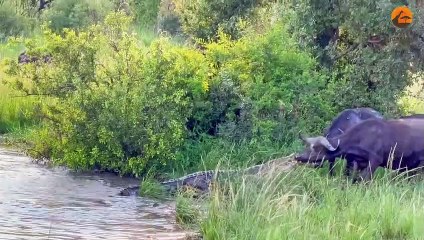 Buffalo Drags Huge Croc Out of the Water by Its Nose