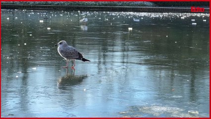Ducks on the frozen pond in Roker Park