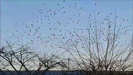 Descargar video: Murmuration over Burgess Hill West Sussex