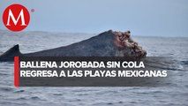 Con la cola amputada, ballena migra a Bahía de Banderas para aparearse desde hace 20 años
