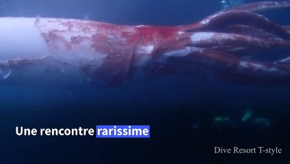Japon: un calamar géant filmé en pleine mer