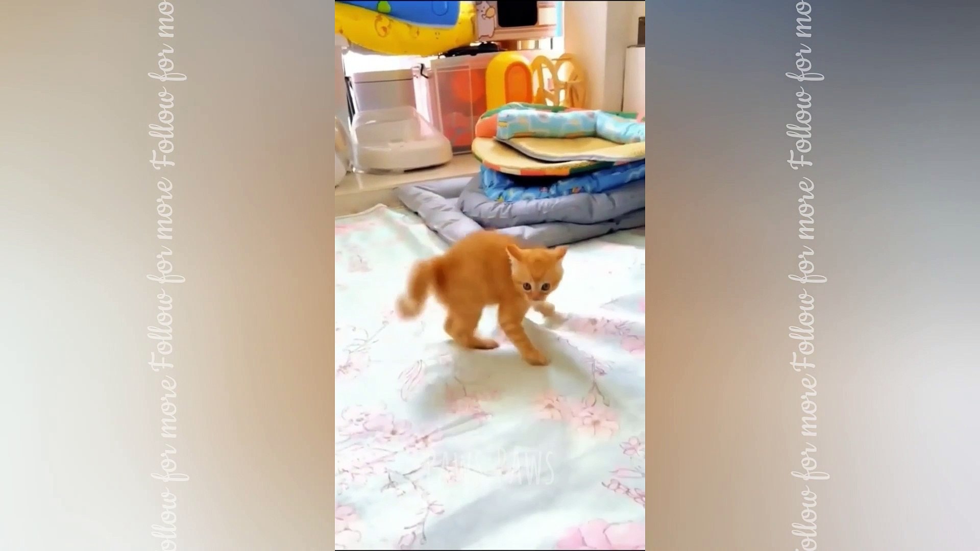 ⁣funny and cute cats reactions | 2023 video