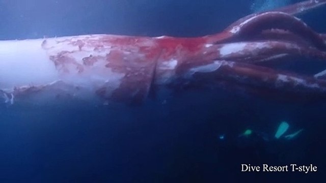 Raridade: mergulhadores japoneses registram imagens de lula gigante