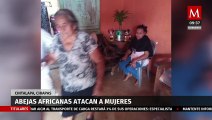 Enjambre de abejas ataca a mujeres dentro de panteón en Cinatalapa, Chiapas