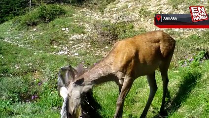 Foto kapanın gözünden yaban hayatı