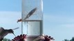 Une mante religieuse capture un colibri en plein vol