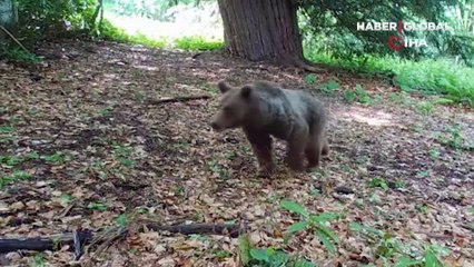 Fotokapanın gözünden yaban hayatı: Ayı, kurt ve geyik gibi hayvanların gündelik yaşamları...