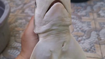 DELICIOUS YUMMY SHARK GINGER TAUCO RECIPE _ INDONESIAN FOOD EXTREME FOOD