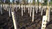 Japanese planting method aims to see one and half million new trees in Kent