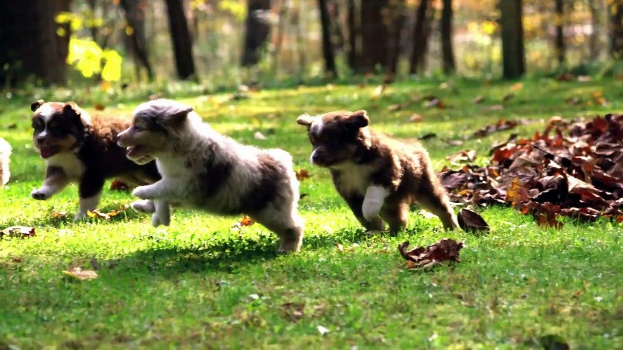 Too Cute! - Ep29 HD Watch