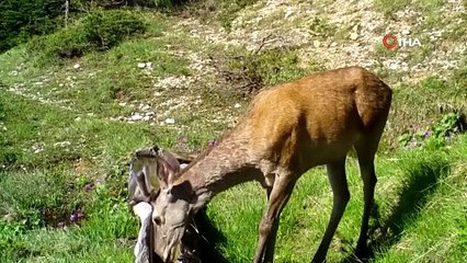 İşte yaban hayvanlarının gündelik hayatı!