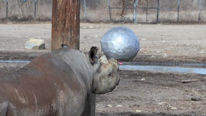Rare baby rhinoceros has gender reveal party at Kansas zoo