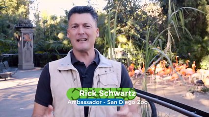 How Flamingos Are Roundup Together Is A Pretty Tough But Really Cool Job