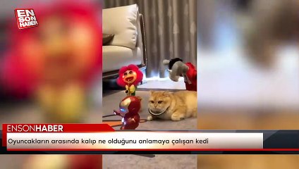Oyuncakların arasında kalıp ne olduğunu anlamaya çalışan kedi