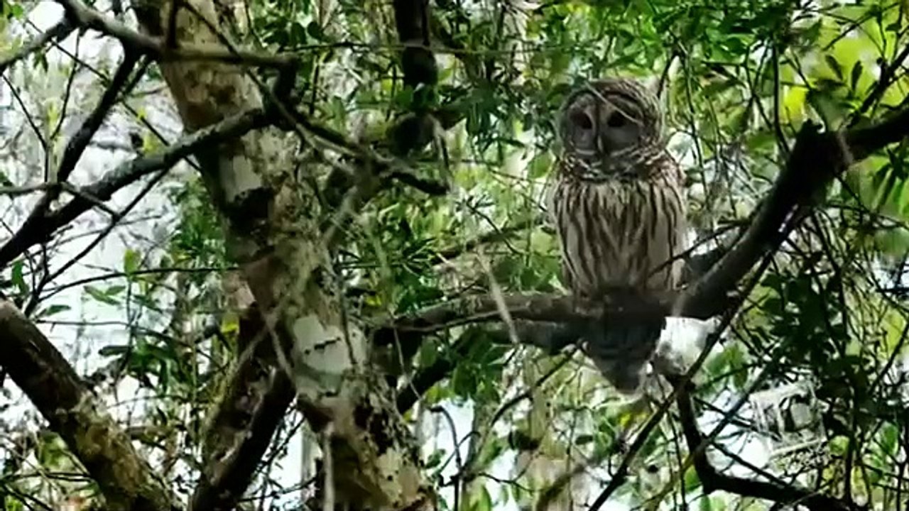 Swamp Mur-'ders - Se4 - Ep02 - Misty River HD Watch