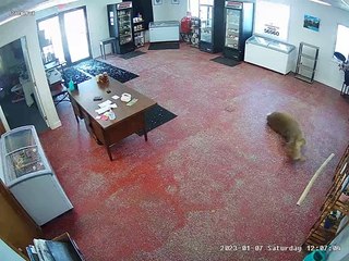 Deer Crashes Through Store