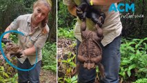 Toadzilla!: Giant cane toad found in North Queensland weighs 2.7kg