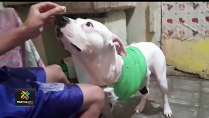 tn7-Perro-que-defendió-a-su-dueño-de-un-asalto-ya-regresó-a-casa-190123