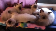 Super sweet SIAMESE kittens!