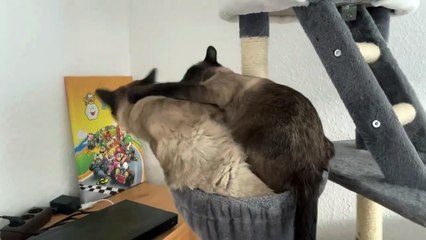 Siamese cats stick together