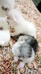 Persian cat and kittens triple coat of the day