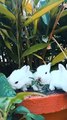 Cute baby rabbits playing ,feeding |Bunny rabbits(baby rabbits) #shorts #viral #funnyshorts