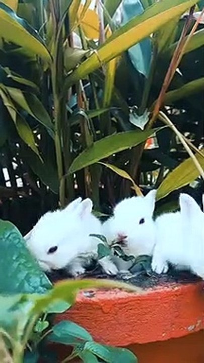 Cute baby rabbits playing ,feeding |Bunny rabbits(baby rabbits) #shorts #viral #funnyshorts
