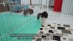 Introducing a Rescued Kitten to the Big Cats for the First Time │