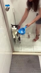 Cat Tries In Vain to Claw His Way Out of Bath Time