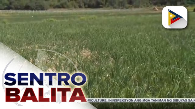 DA, inalam ang lagay ng mga taniman ng sibuyas sa Nueva Ecija; ahensiya, nakipagdayalogo rin sa mga magsasaka