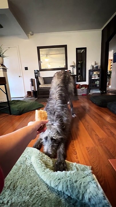 Deerhound Dances for Joy When Given Treat