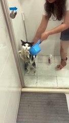 Cat Tries In Vain to Claw His Way Out of Bath Time